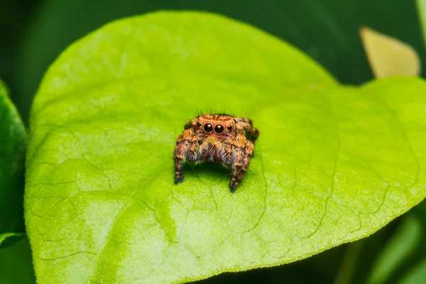 Yeşil yaprak örümcek atlama — Stok fotoğraf