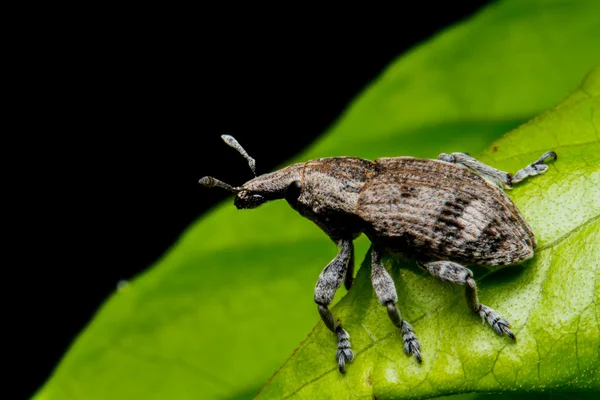 Un coléoptère qui s'accouple sur une feuille verte — Photo