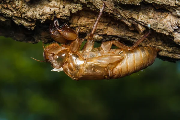 Cicada muda —  Fotos de Stock