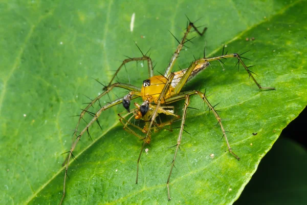 Aranha saltando na folha verde — Fotografia de Stock