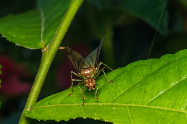 Tejedora hormiga reina en hoja verde —  Fotos de Stock
