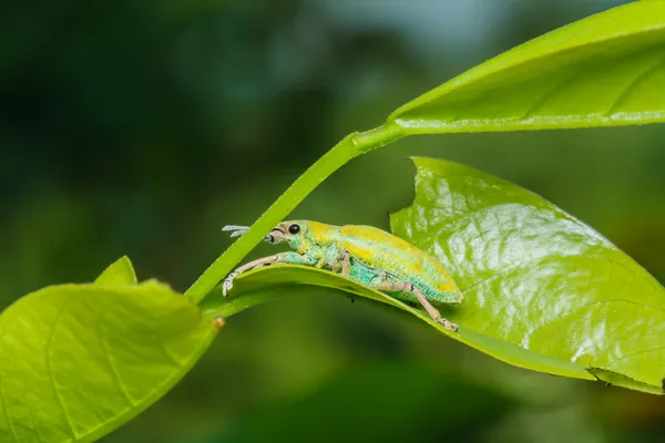 Un coleottero che si accoppia su foglia verde — Foto Stock