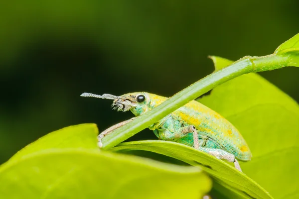 Un coleottero che si accoppia su foglia verde — Foto Stock