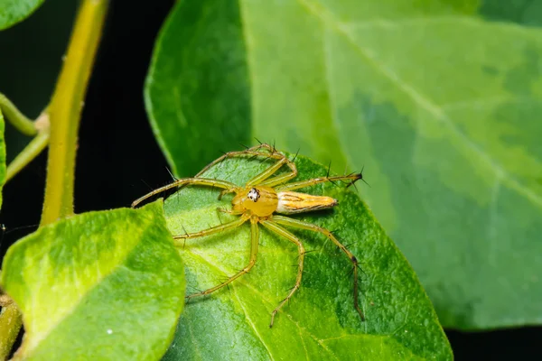 Salto de araña en hoja verde — Foto de Stock