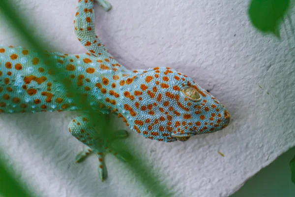 Gecko on wall — Stock Photo, Image