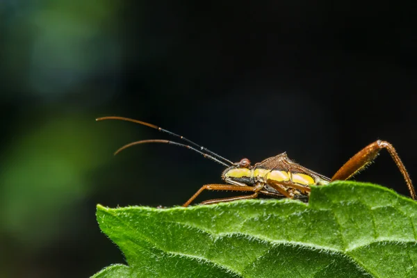 Insect op het groene gras — Stockfoto