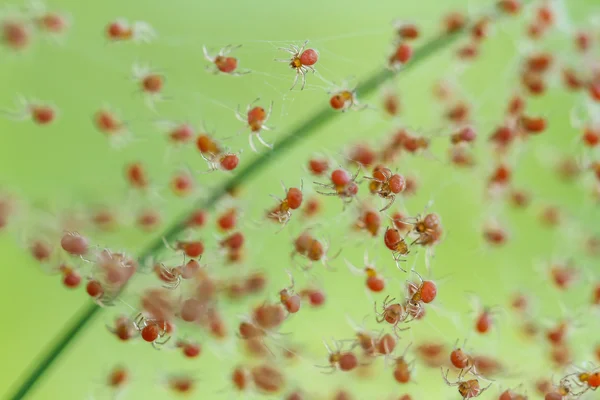 Grupos de bebés araña —  Fotos de Stock