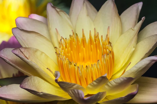 Gul lotus — Stockfoto