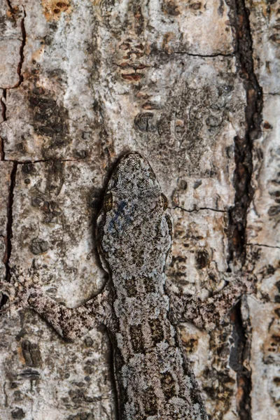 Gecko na parede — Fotografia de Stock