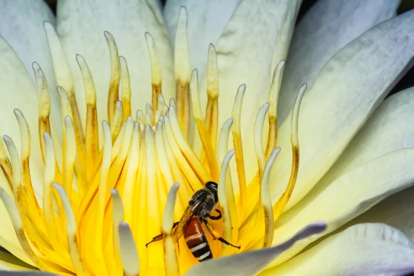 Včela na lotus — Stock fotografie
