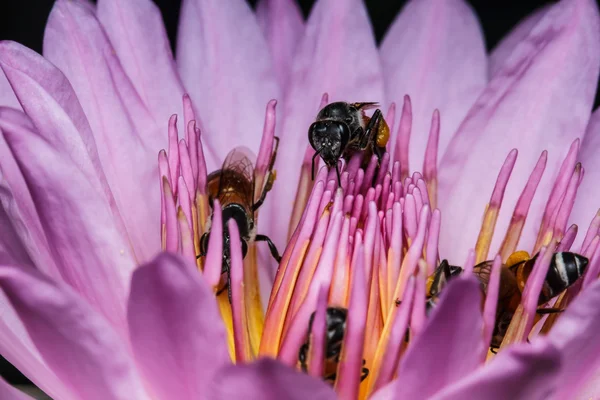 Bee op prachtige lotus — Stockfoto