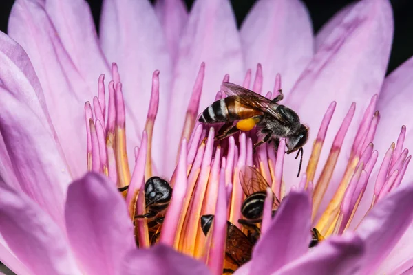 Včela na krásné lotus — Stock fotografie