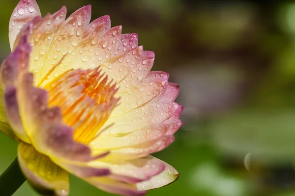 Lotus jaune — Photo