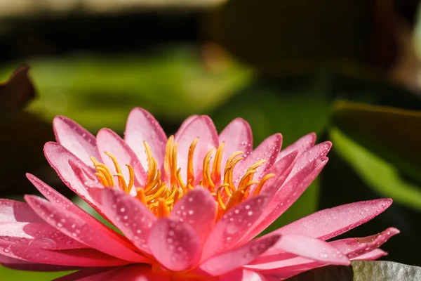 Roze water lily — Stockfoto