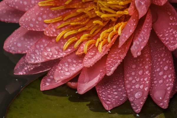 Roze water lily — Stockfoto