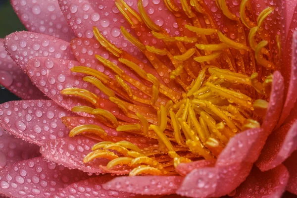 Roze water lily — Stockfoto