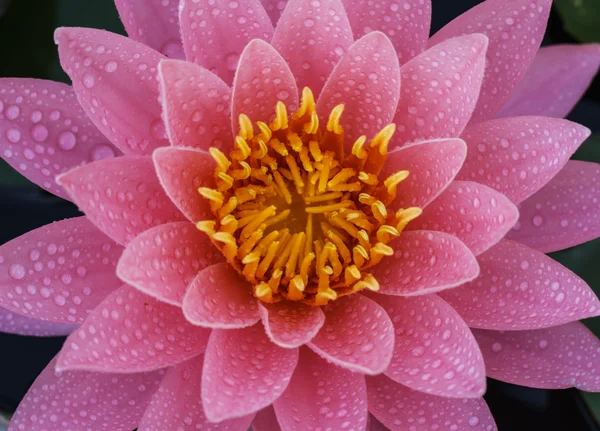 Roze water lily — Stockfoto