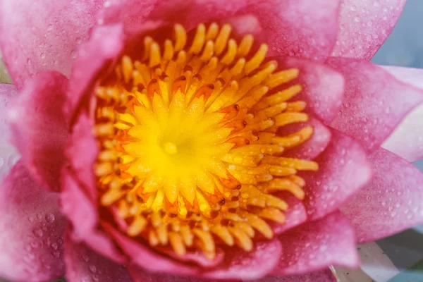 Pink water lily — Stock Photo, Image