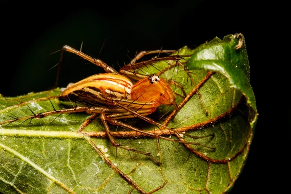 Salto de araña en hoja verde —  Fotos de Stock