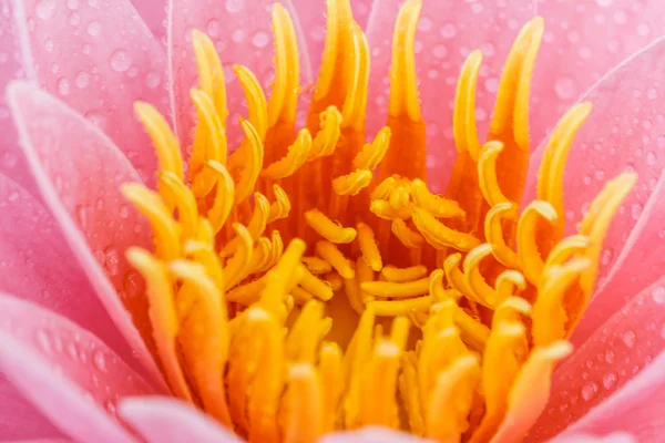 Pink water lily — Stock Photo, Image