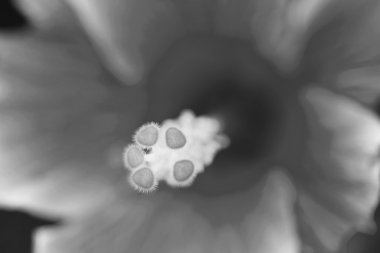 Hibiscus çiçek polen.