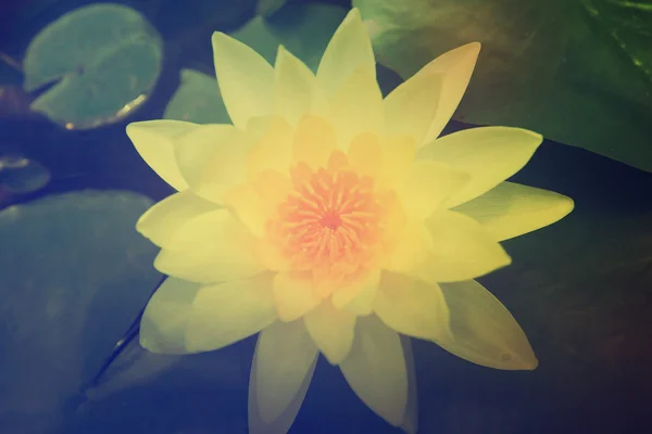 Yellow lotus in pond — Stock Photo, Image