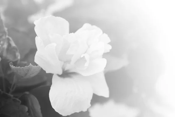 Pólen de flor de hibisco . — Fotografia de Stock