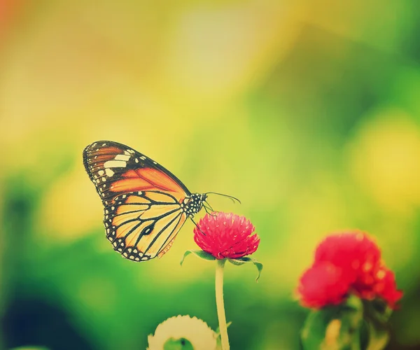 Motyl na kwiatku. — Zdjęcie stockowe