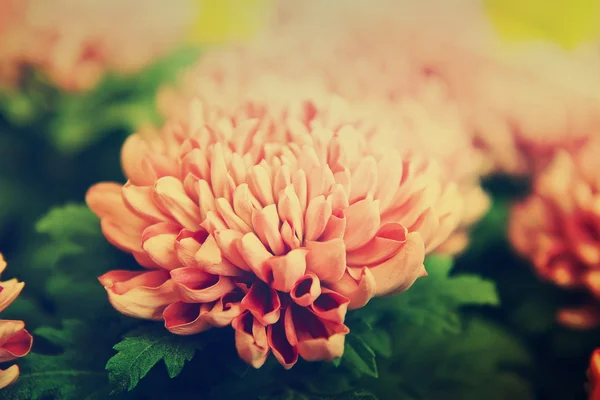 Crisantemo rosa autunnale — Foto Stock