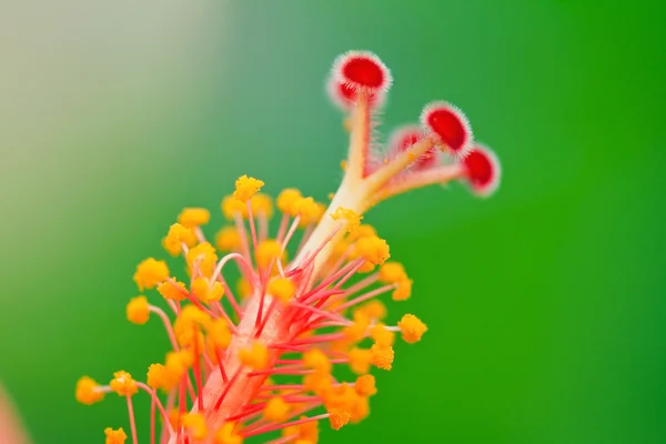 Polen de flor de hibisco . — Foto de Stock