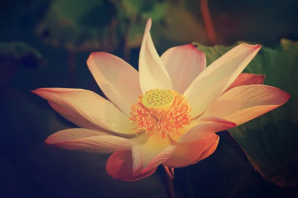 Lotus fleurissent . — Photo