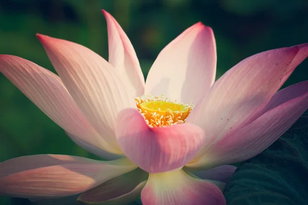 Lotus blühen. — Stockfoto