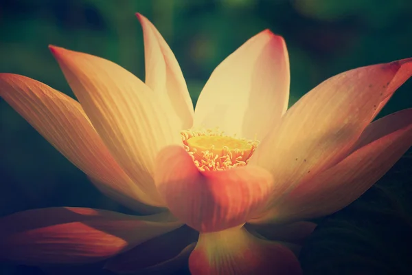 Lotus fleurissent . — Photo