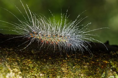 kıllı olan tırtıllar