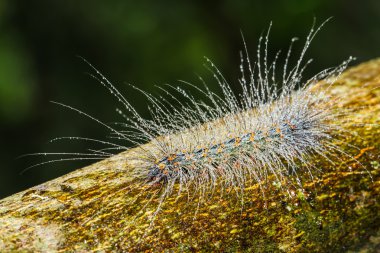 hairy caterpillars clipart