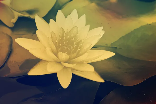 Lotus are blooming. — Stock Photo, Image