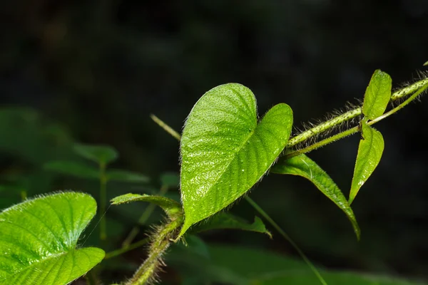 Zielony liść powierzchni — Zdjęcie stockowe