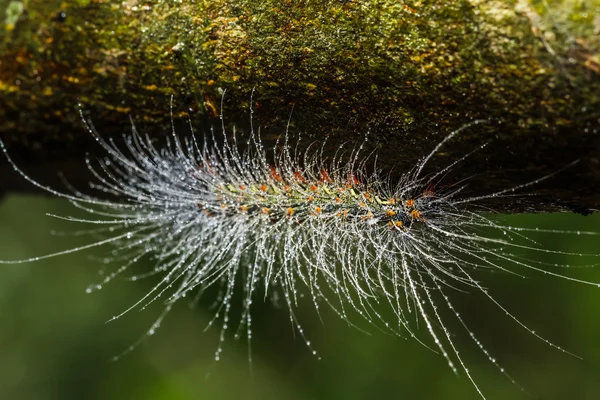 Behaarte Raupen — Stockfoto