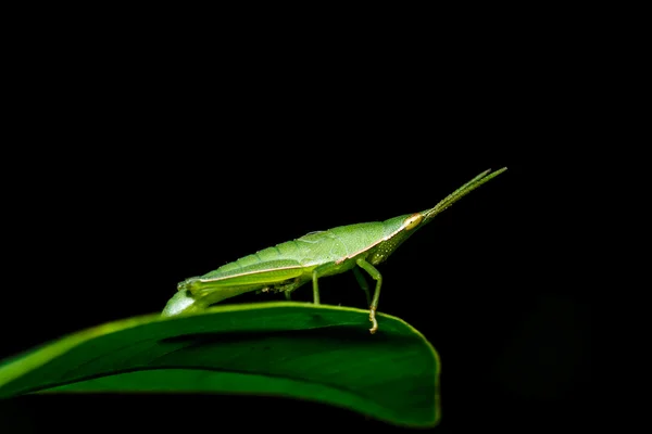 Cavalletta verde su foglia d'erba — Foto Stock