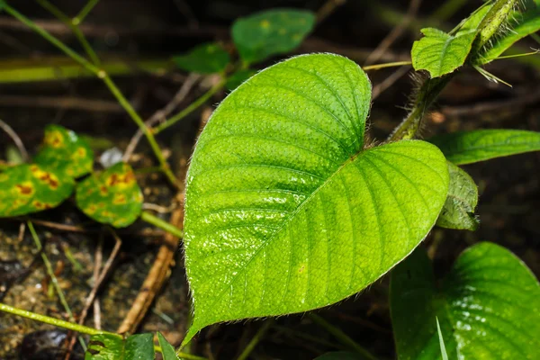 Zielony liść powierzchni — Zdjęcie stockowe