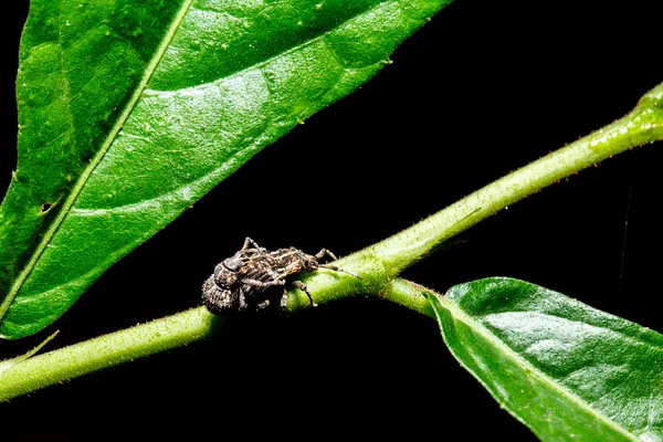 In sect on green leaf — Stock Photo, Image