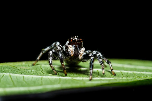 Spider on green leaf — Stock Photo, Image