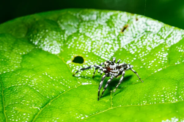 Spinne auf grünem Blatt — Stockfoto