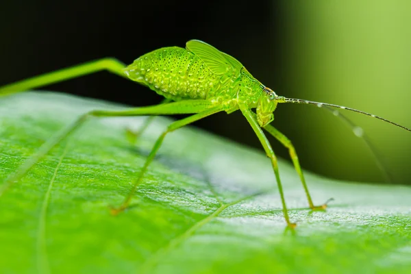 Konstiga gräshoppa — Stockfoto