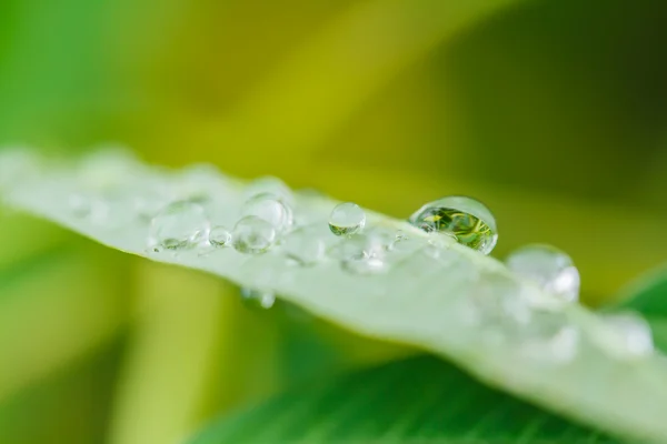 Gota sobre hoja verde — Foto de Stock