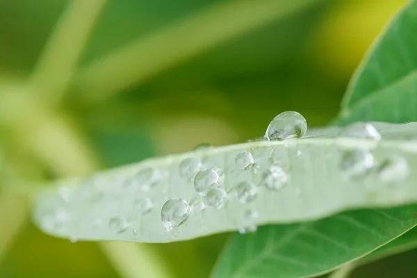 Queda na folha verde — Fotografia de Stock