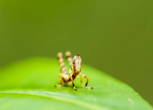 Cavalletta marrone — Foto Stock