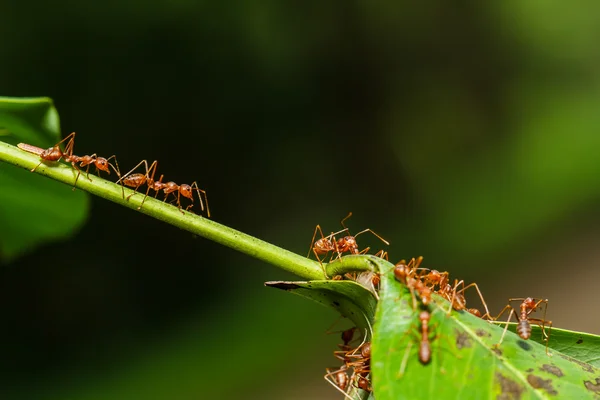 Kırmızı karıncalar ekip çalışması — Stok fotoğraf