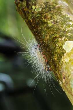kıllı olan tırtıllar