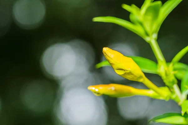 Gelbe Blüte — Stockfoto